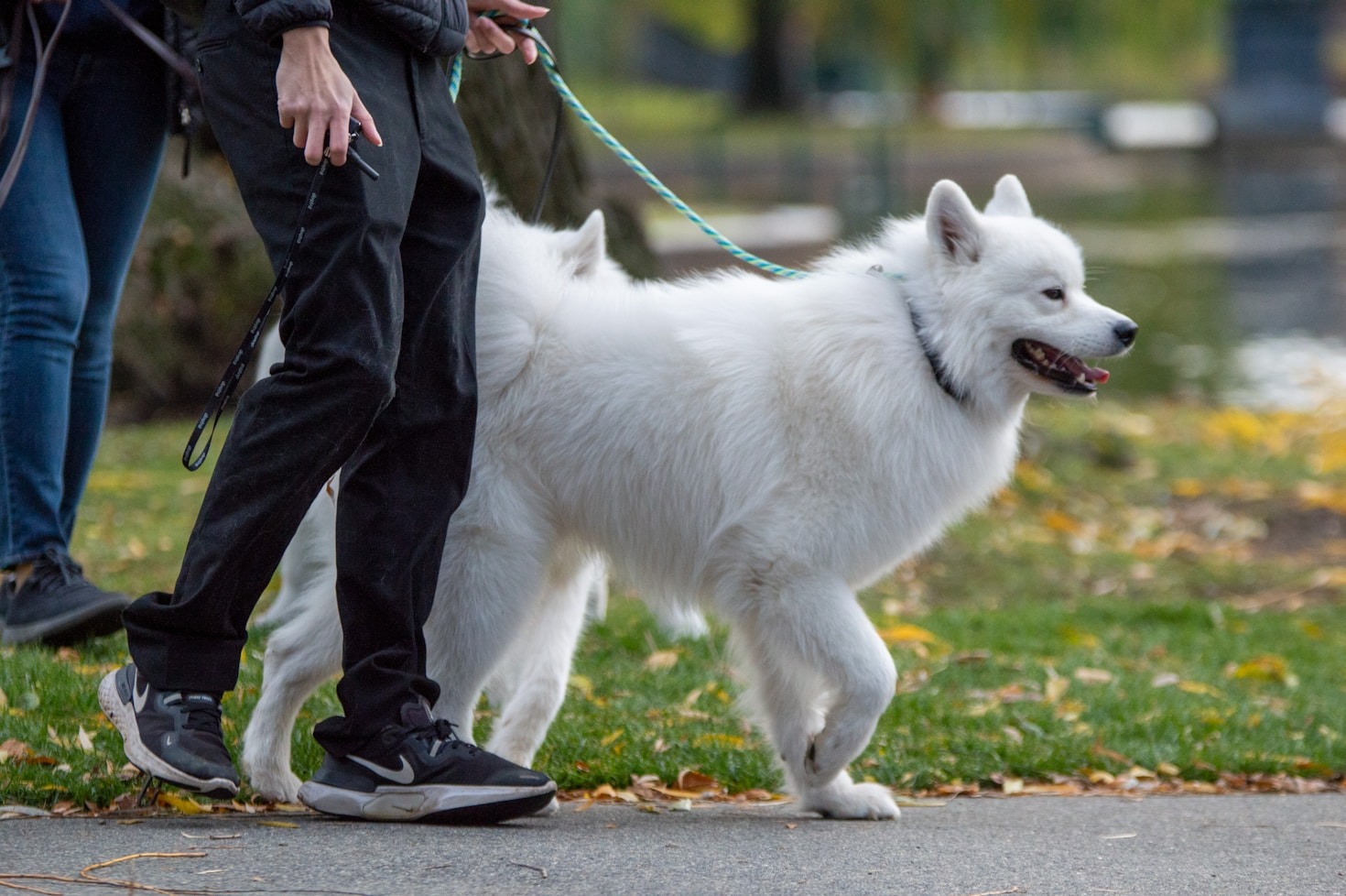 Upptäck hemliga hundparadis nära dig